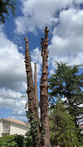 Taille d'un arbre fruitier