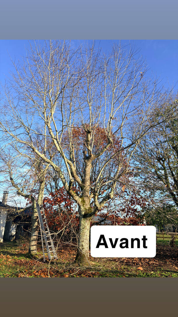 Arbre en cours d'élagage