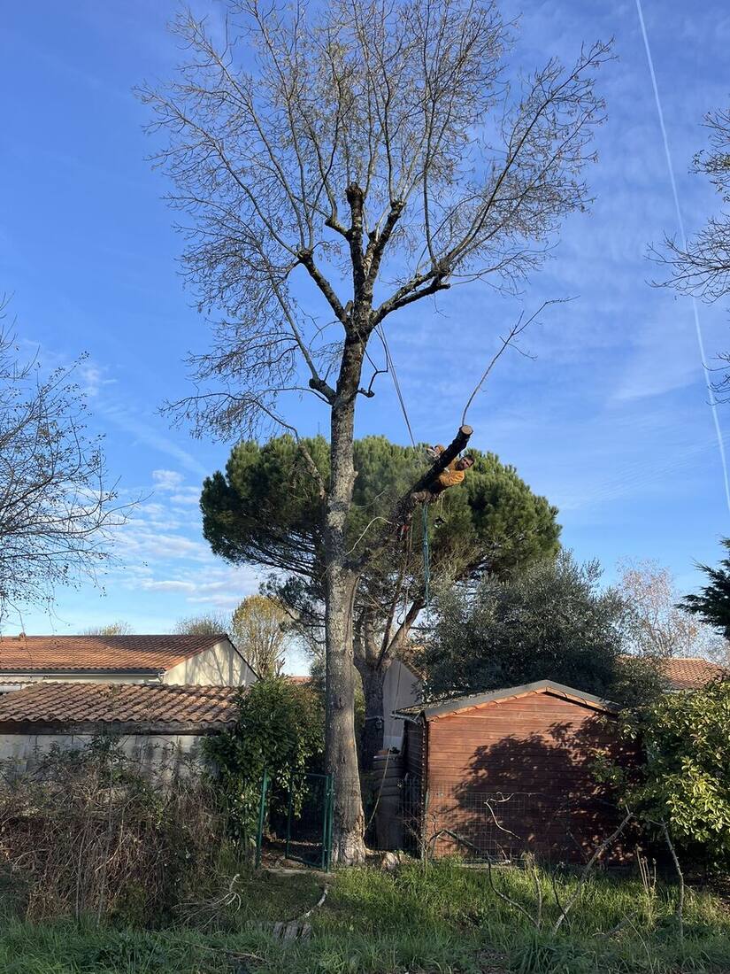 Débroussaillage de terrain