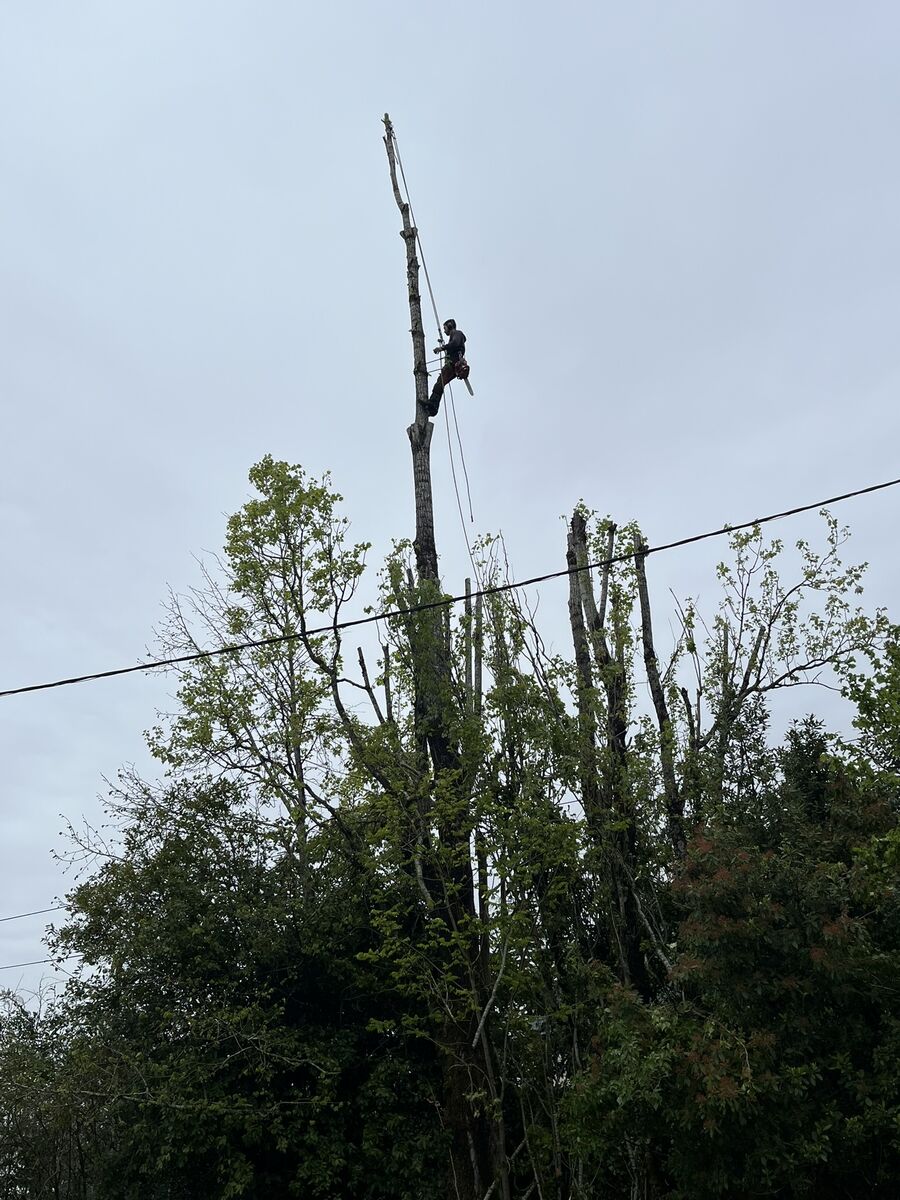 Travaux d'élagage en Gironde