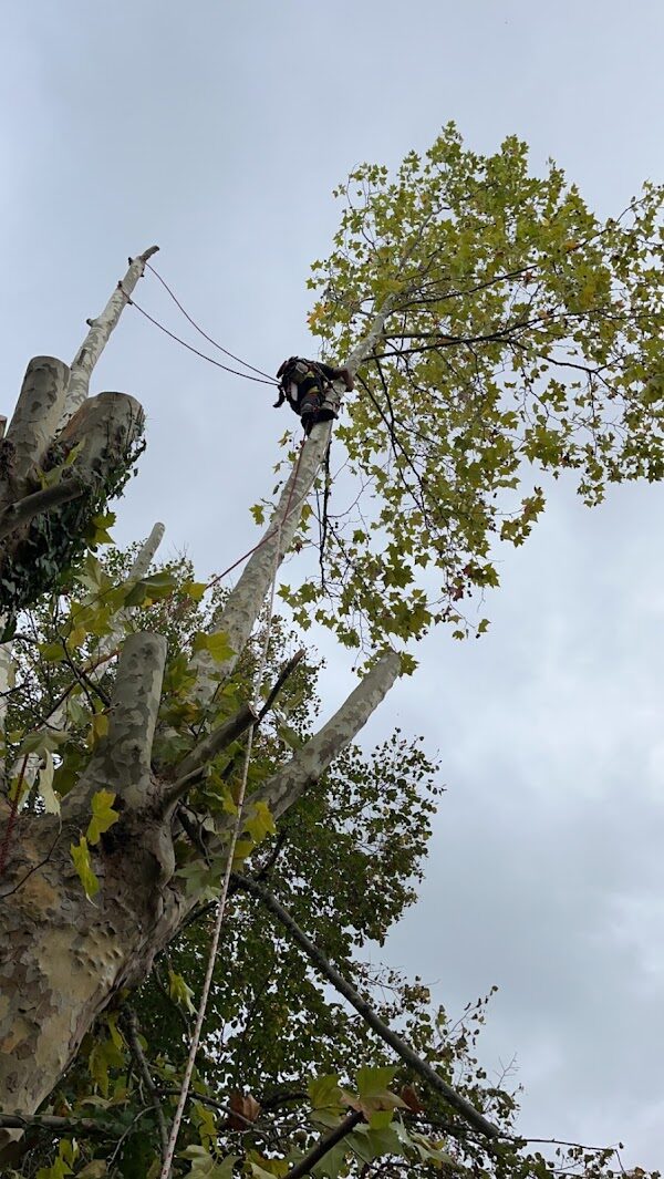 Élagage d'un grand arbre par SOSSON J. ARTISAN